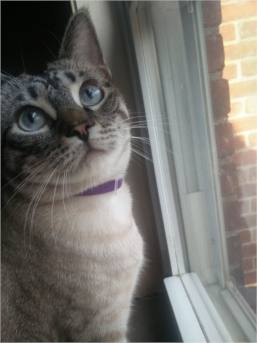 Melissa profile picture