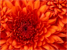 jayan profile picture