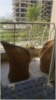 Shrutkirti tripathi room photo
